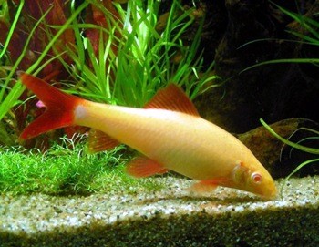 labeo bicolor albino
