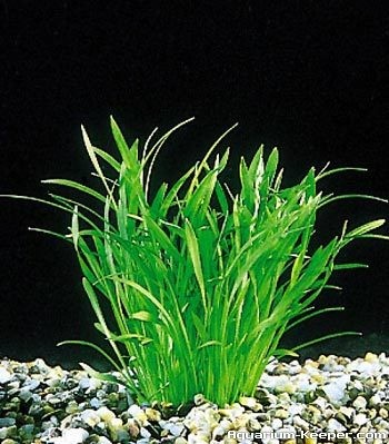Echinodorus Tenellus