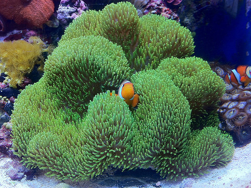 Coralli Molli - Benvenuti su acqualife!