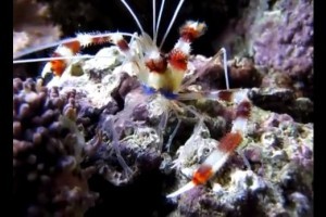 Stenopus hispidus