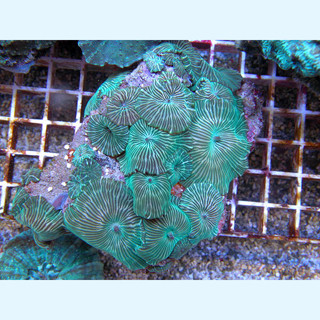 Discosoma green-stripes
