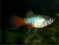 platy blu coral