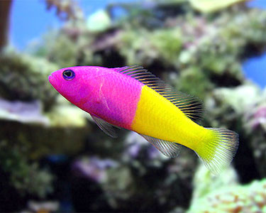 pictichromis paccagnella