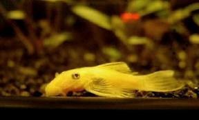 ancistrus gold albino