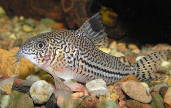 corydoras julii