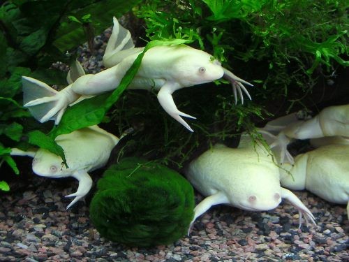 Xenopus leavis albina