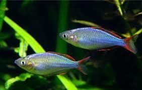 melanotaenia proecox