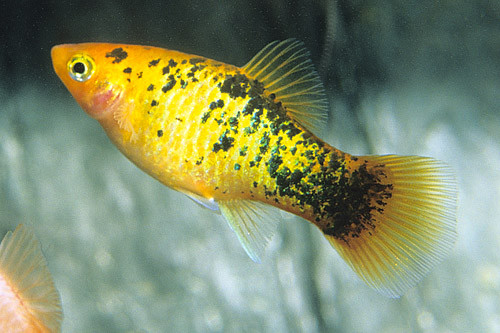 platy calico