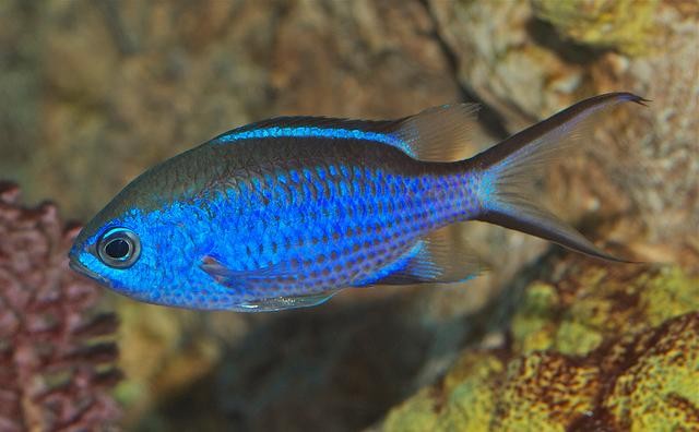 Chromis cyaneus