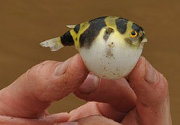 Colomesus asellus