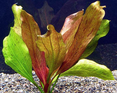 echinodorus ozelot red