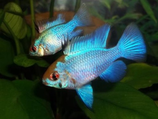Microgeophagus ramirezi eletric blue
