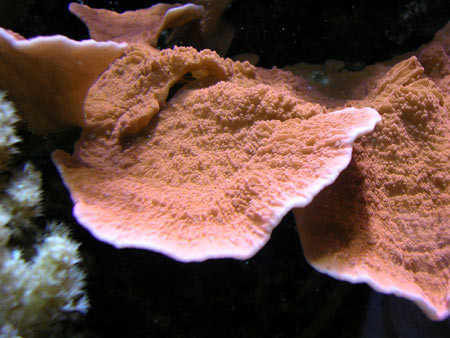Montipora fogliosa rossa