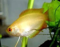 colisa chuna