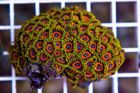 Zoanthus mix