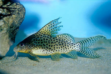 synodontis eupterus