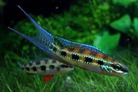 dicrossus filamentosus