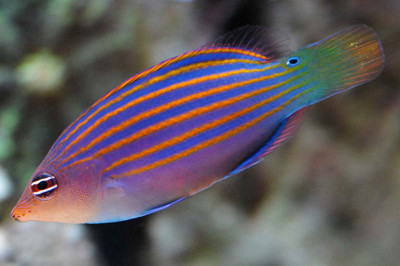 Hexataenia