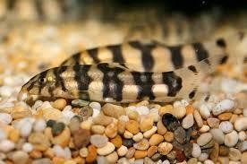 botia lochata
