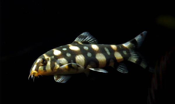 botia kubothai