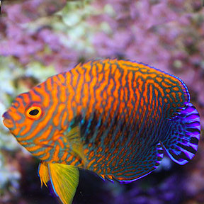 Centropyge potteri