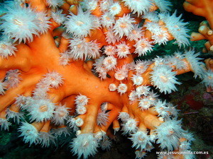 Dendrophyllia