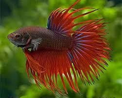 betta crowntail