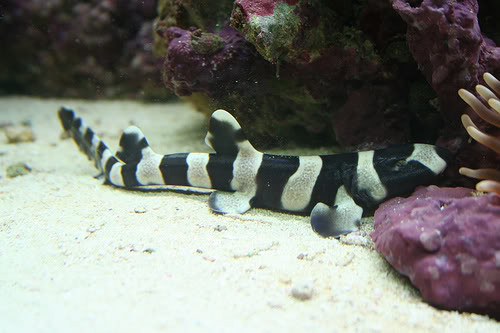 Chiloscyllium punctatum