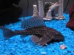plecostomus