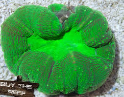 Lobophyllia verde