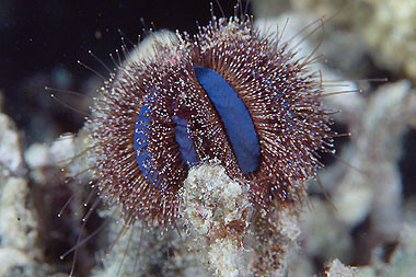 Mespilia globulus