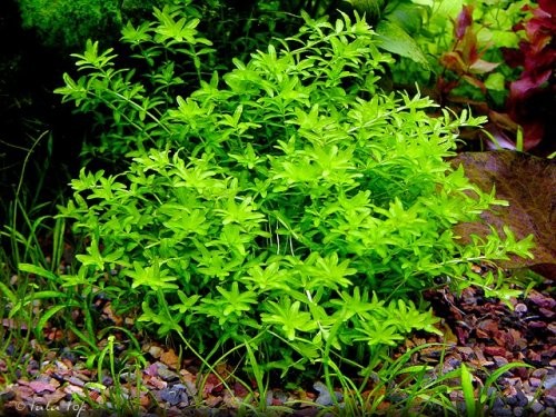 hemianthus micranthemoides