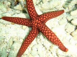Nardoa tuberculata