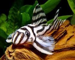 zebra pleco L46