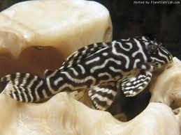 hypancistrus l333