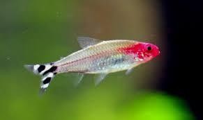 Hemigrammus bleheri