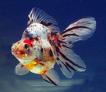 oranda ryunkin calico