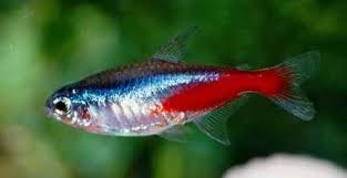 paracheirodon innesi neon