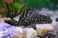  pterygoplichthys JOSELIMANIANUS 