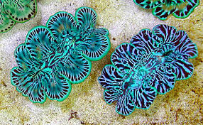 Tridacna crocea