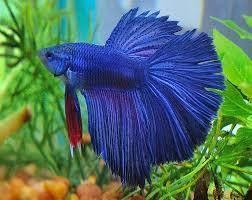 betta halfmoon