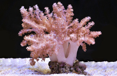 Cladiella