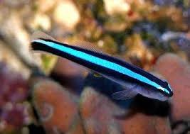 elacatinus oceanops