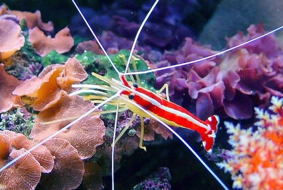 Lysmata abonensis