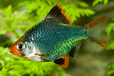 puntius tetrazona verde