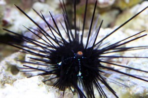 Diadema setosum