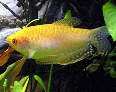 tricogaster gold