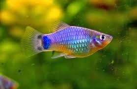 platy blu red top
