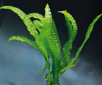 Apoogeton boivianus