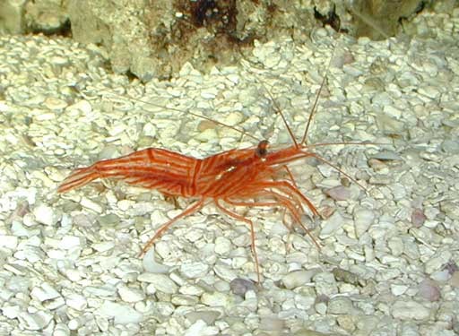 Lysmata wurdemanni